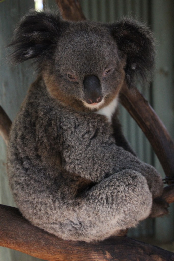 005-May15-The Koala