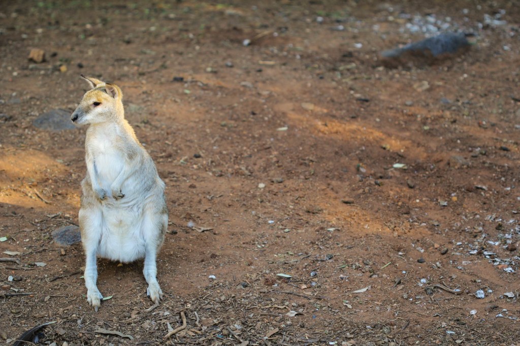 australiana (1 of 1)