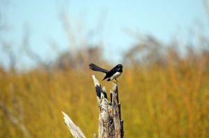 CWvOVjD8QP6LvuS69rlZ0BWUPrOC_gGaYOvO_v_hYAA