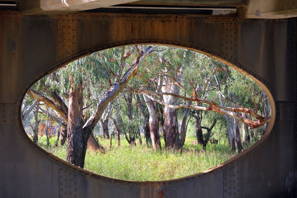 MargCarr-May6-Framing the river gums.jpg