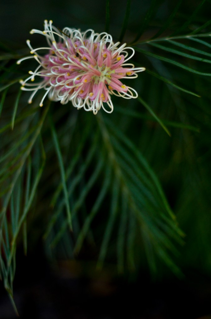 Stacey-May15-pink grevillia