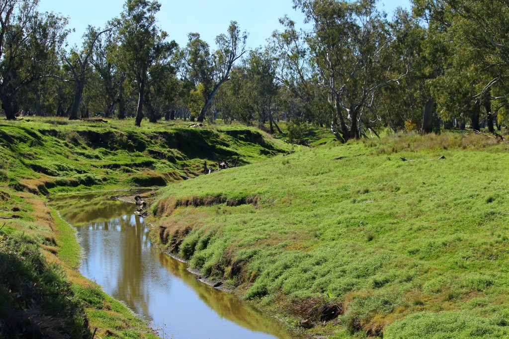 MargCarr-JUN02-Mooki after rain