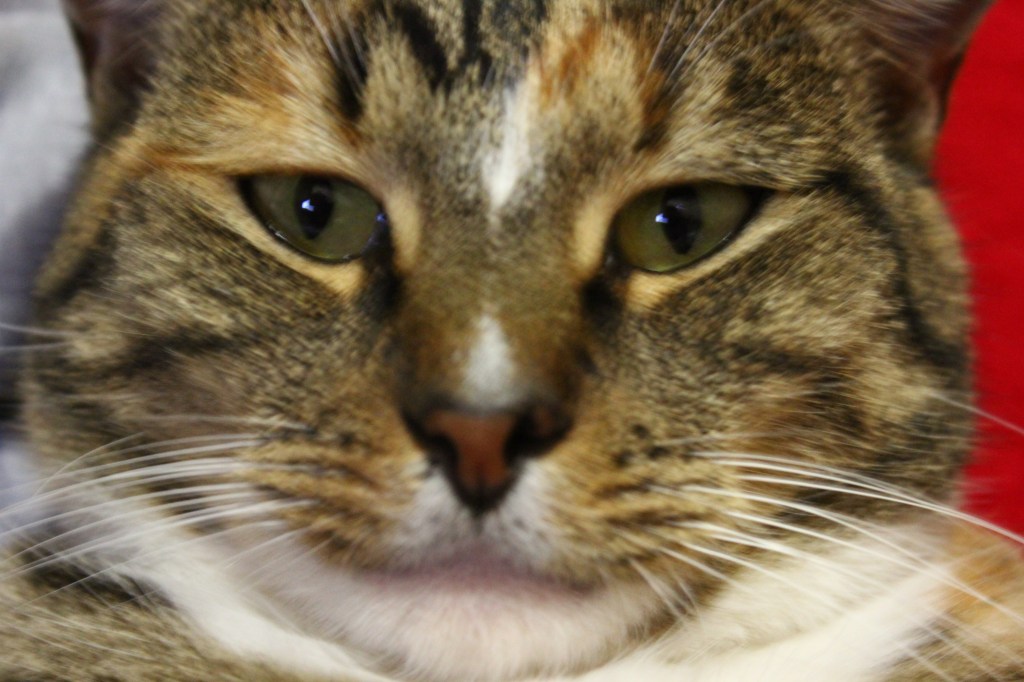 RudiB-Jun15-The sphinx.jpg