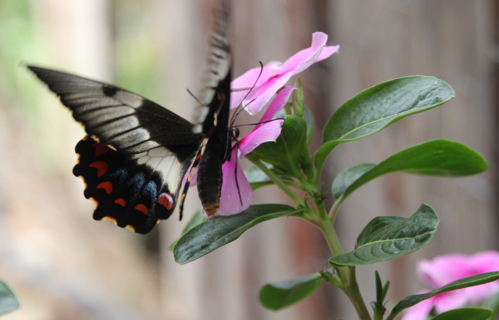 005-JUL15-Orchard Swallowtail