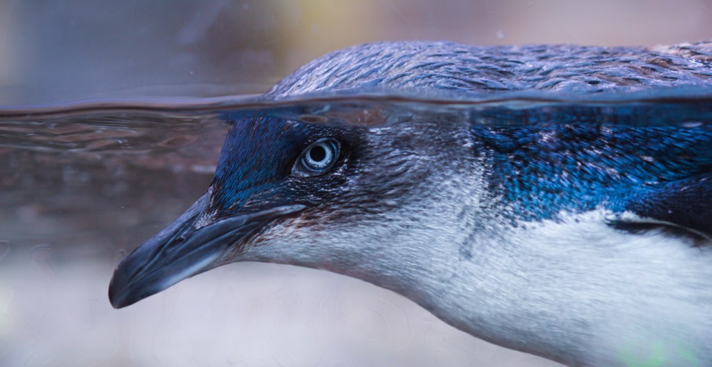 Eye See You (1 of 1)