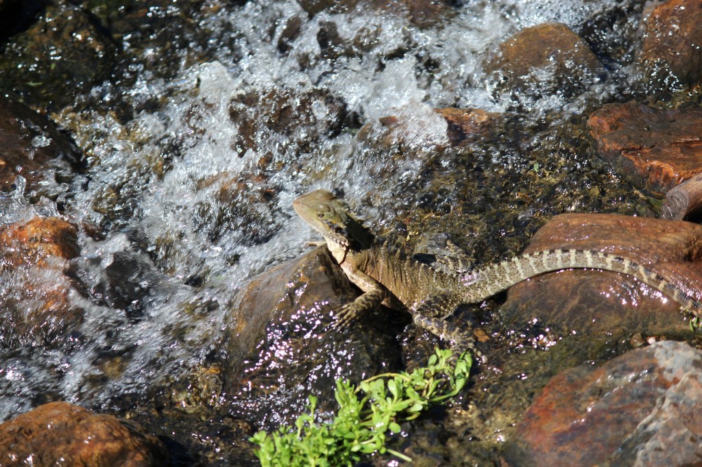 NickyB-Jul15-Creek Wash
