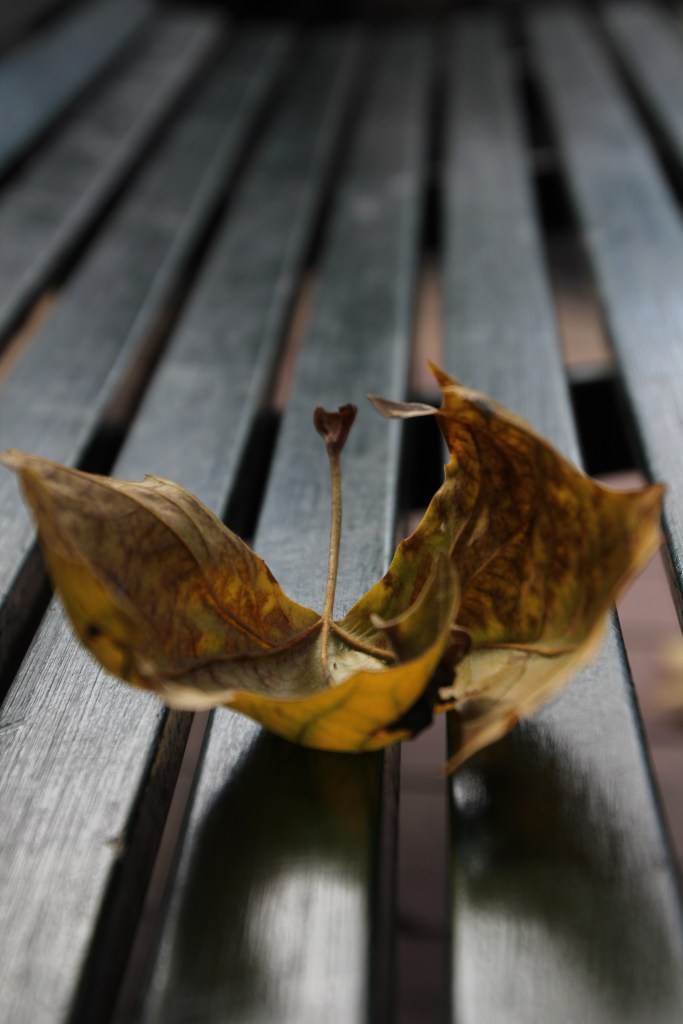005-AUG15-Lonely Leaf