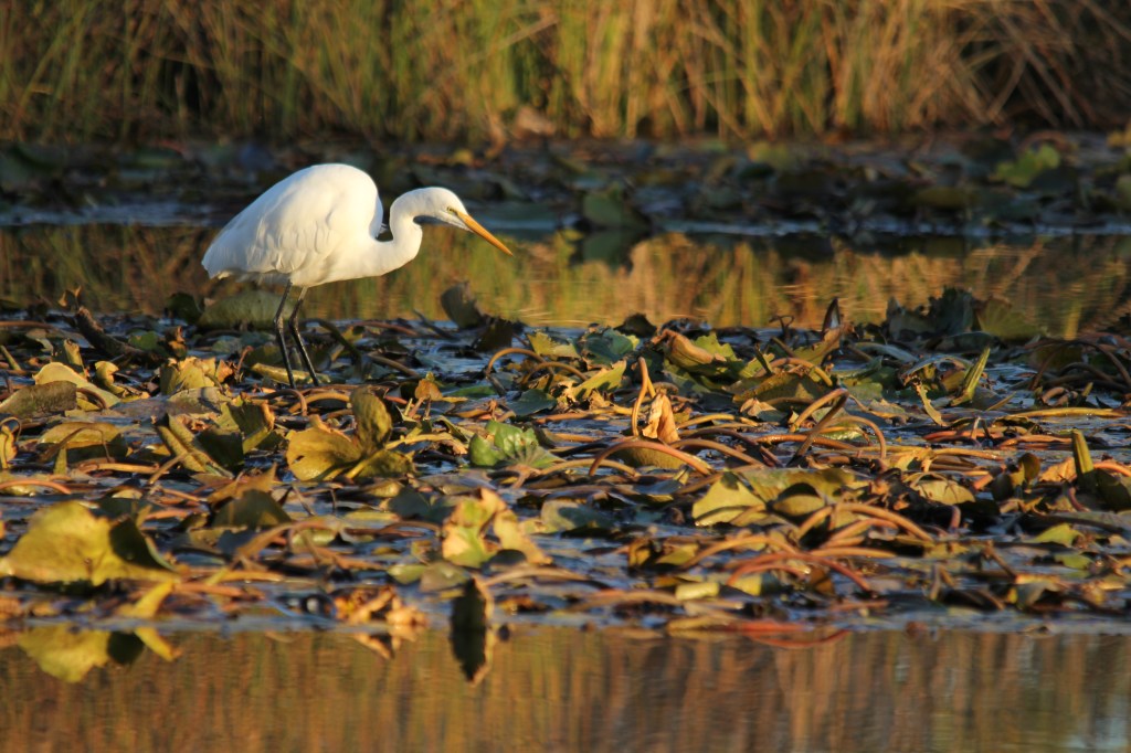 02. 005-AUG 15-The Hunt_February