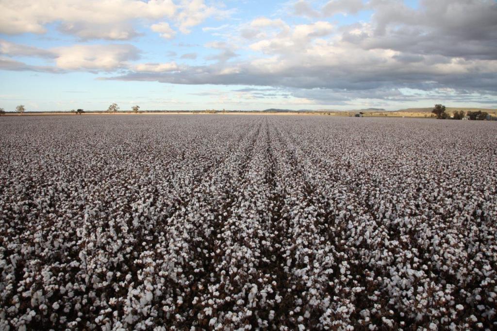 03. August calendar entry COTTON_March