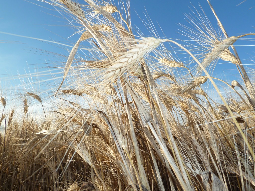 11. ears of wheat_November