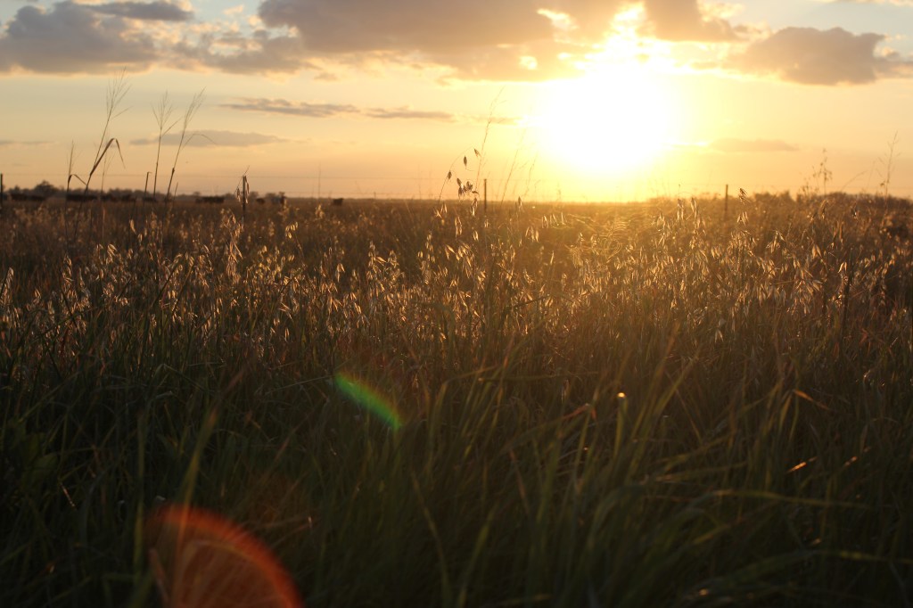 NickyB-Aug15-Wean Sunset