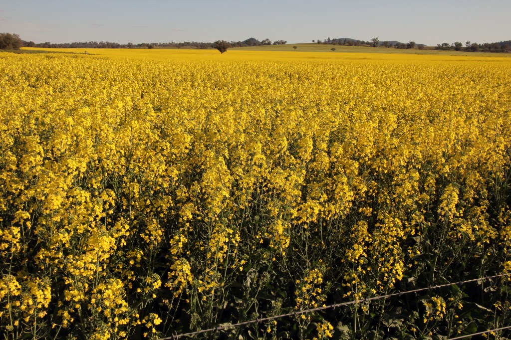 005-SEP15-Field of Gold