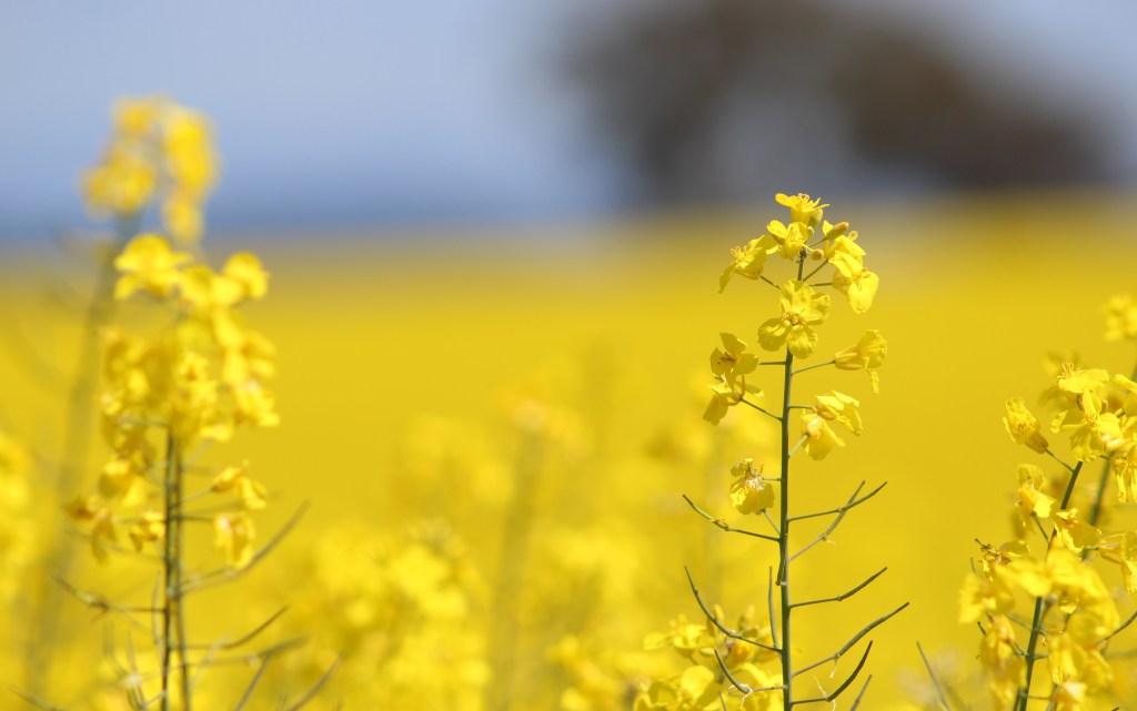 027-SEP11-Canola Season