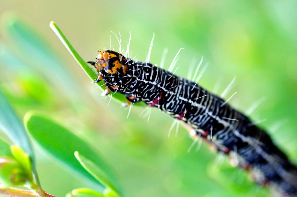 Caterpillar