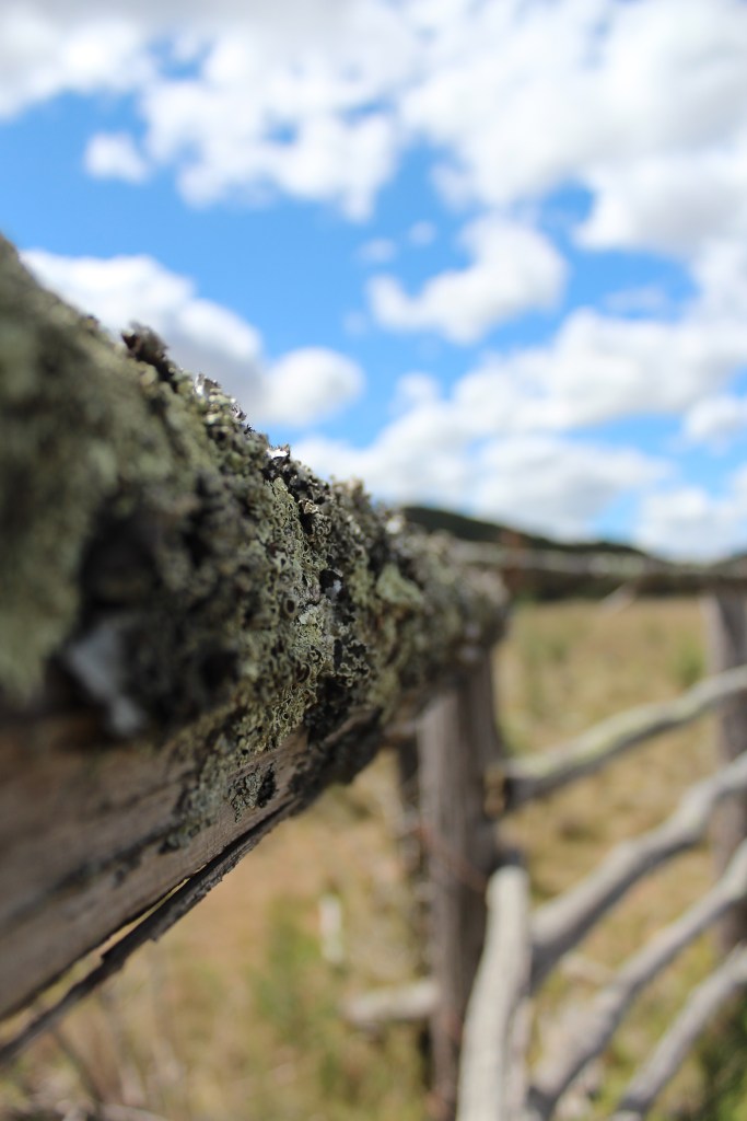 RudiB-Sept15-Mossy Boundaries