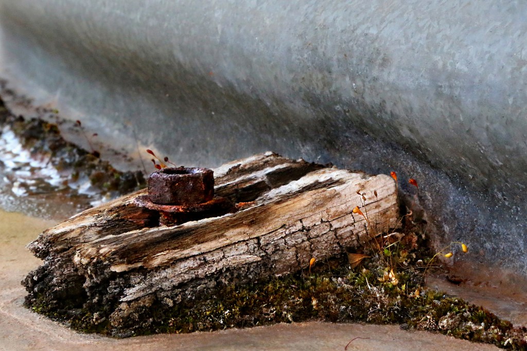 013-OCT15-The beauty of life & death.jpg