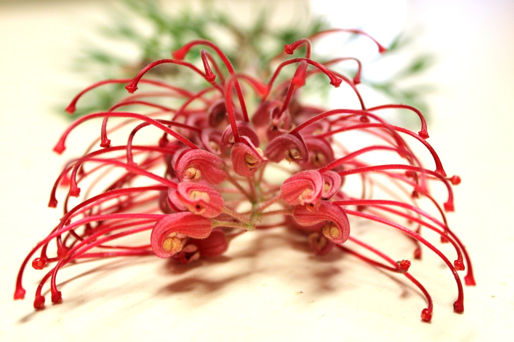 Gravillea Oct Open AT