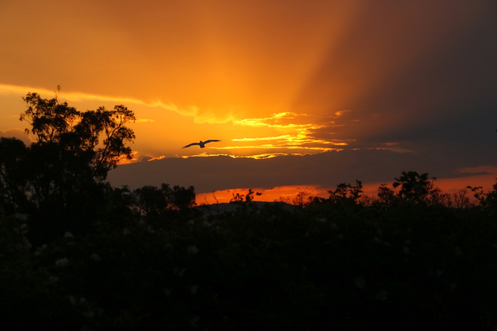 StuartDolbel_101015_CockatooAtSunset