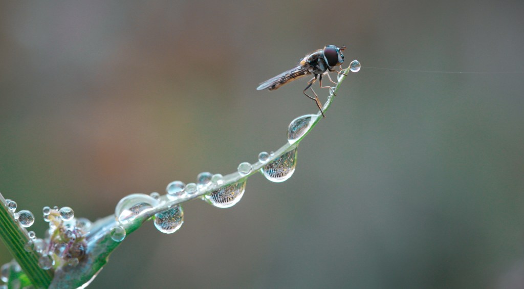 waterflynew (1 of 1)