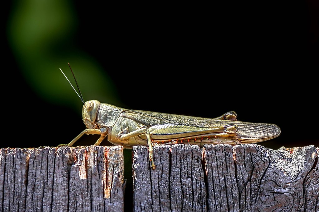 013-OCT15-Fence sitter.jpg