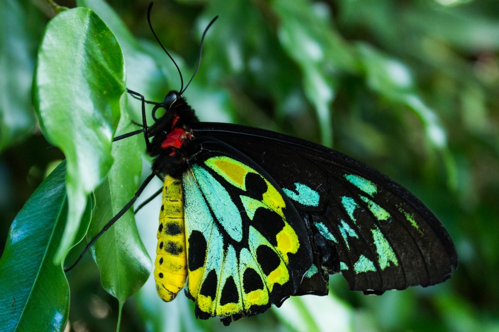 Battered Beauty-NickyB-Jan16