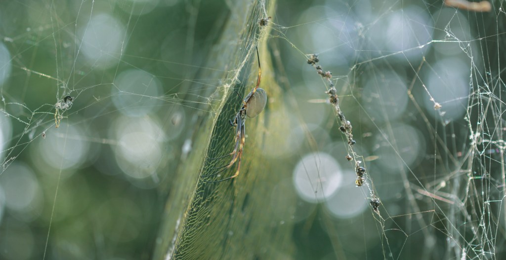 Bokeh Spider Tess Cholson (1 of 1)