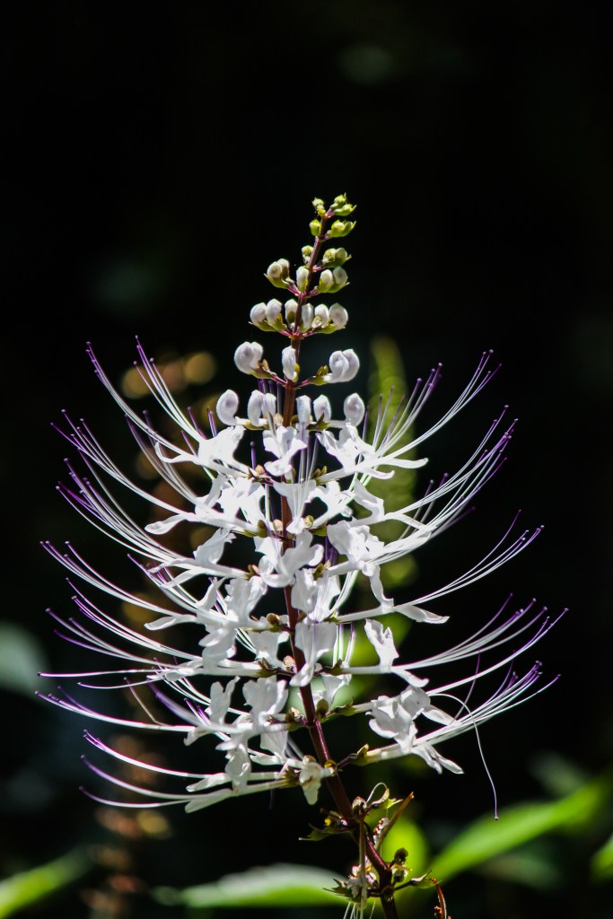 Ethereal-RudiB-Jan16-6