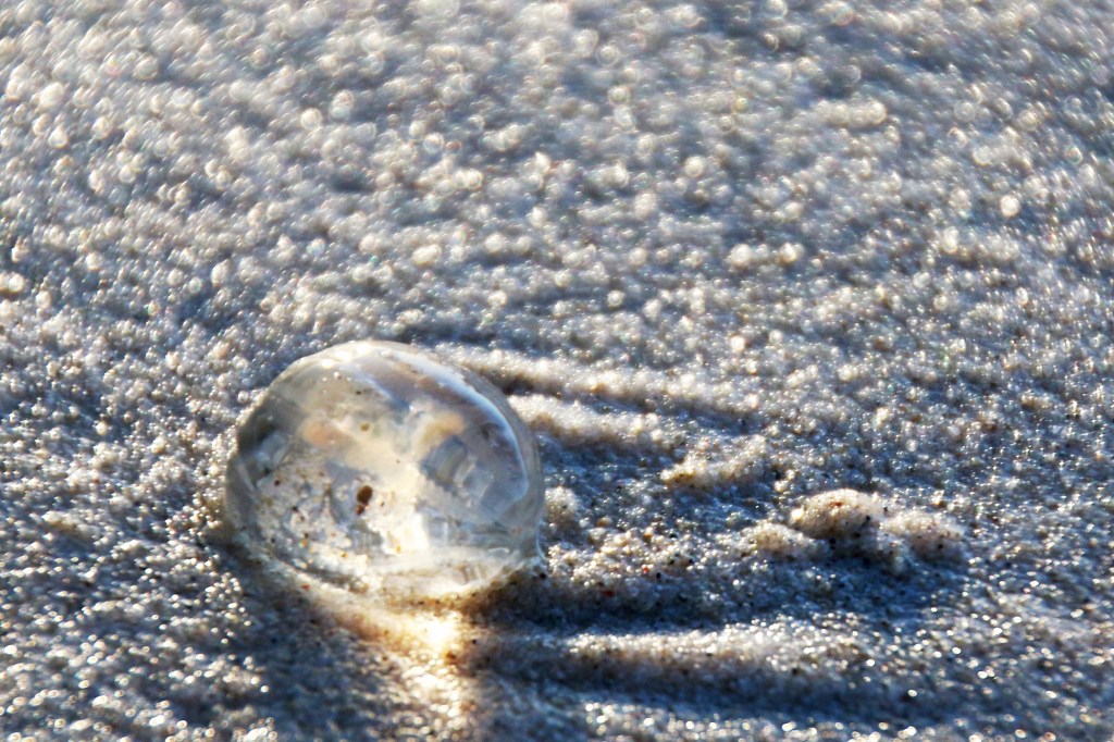 NaturesCrystalBall_JodiDolbel_JanuaryOpen