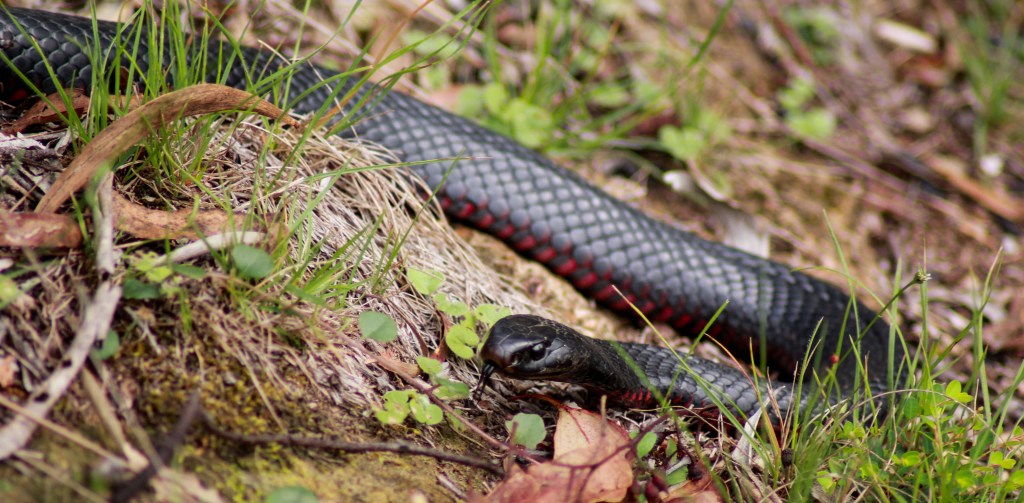 Anthony- Red Belly Black - Open