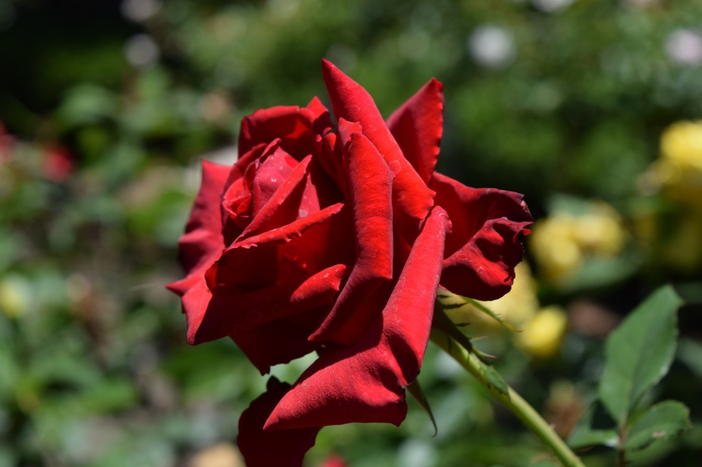 cherie-feb16-flower of perfection