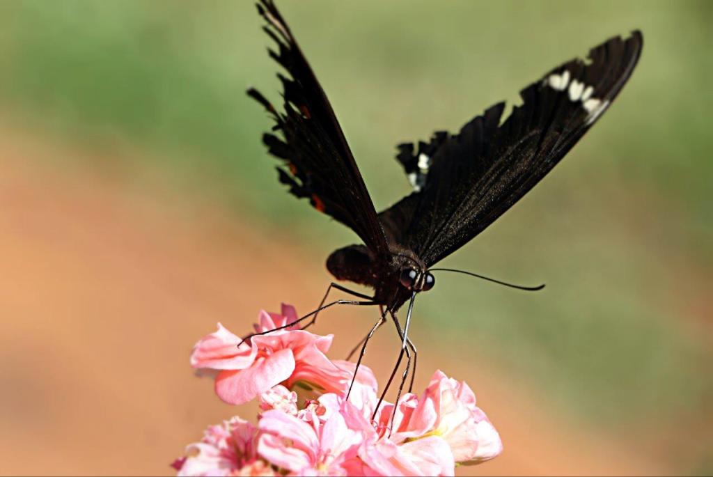 Dee - FEB_Open_Broken Winds_