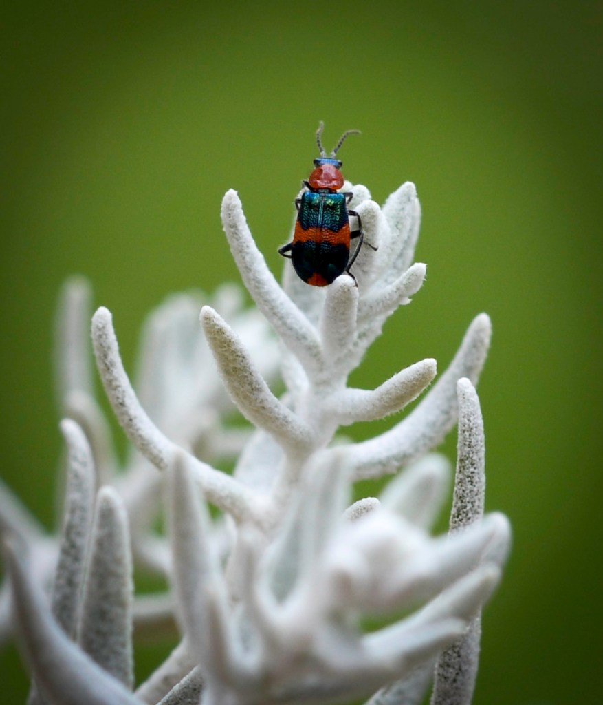 Katrina Davis _Feb 2016_Open_Bug 2016 DSC_1955