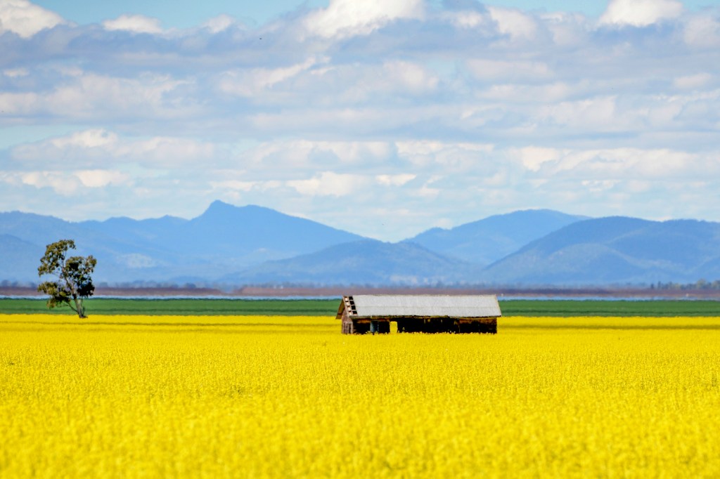 Katrina Davis_Feb 2016 Landscape_Canola Field 2016 DSC_7479