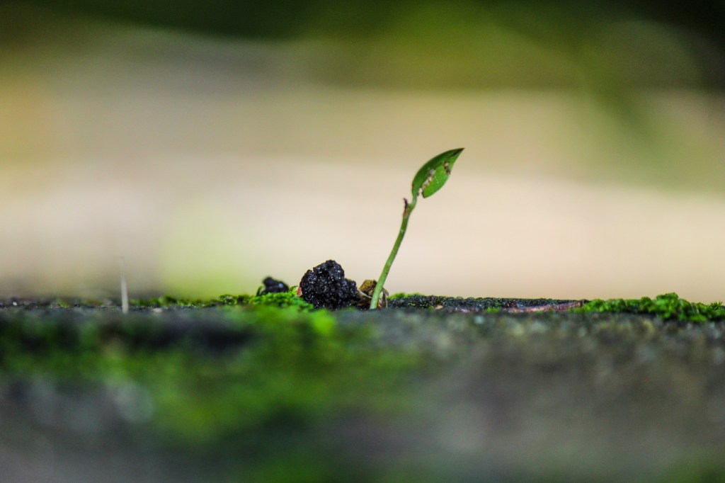 RudiB-Feb16-Tenacity