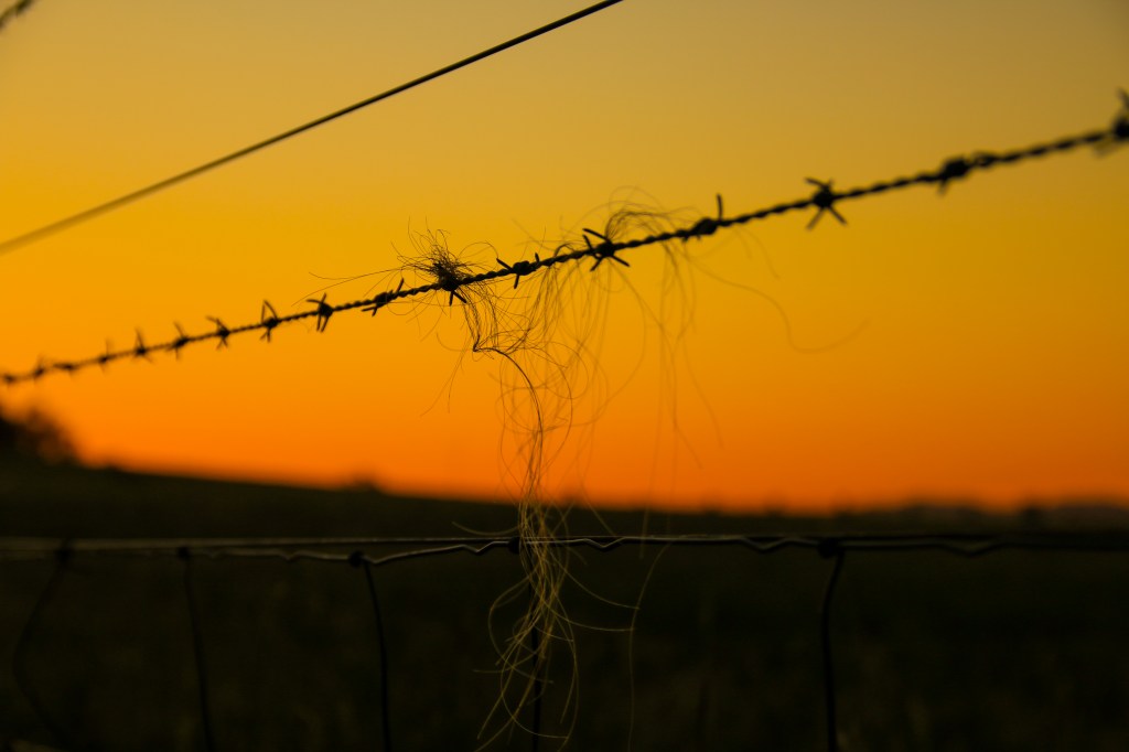 StuartDolbel_110216_HorseHair