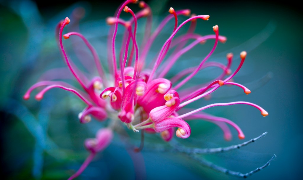 041-March16-Open-Pink Flower