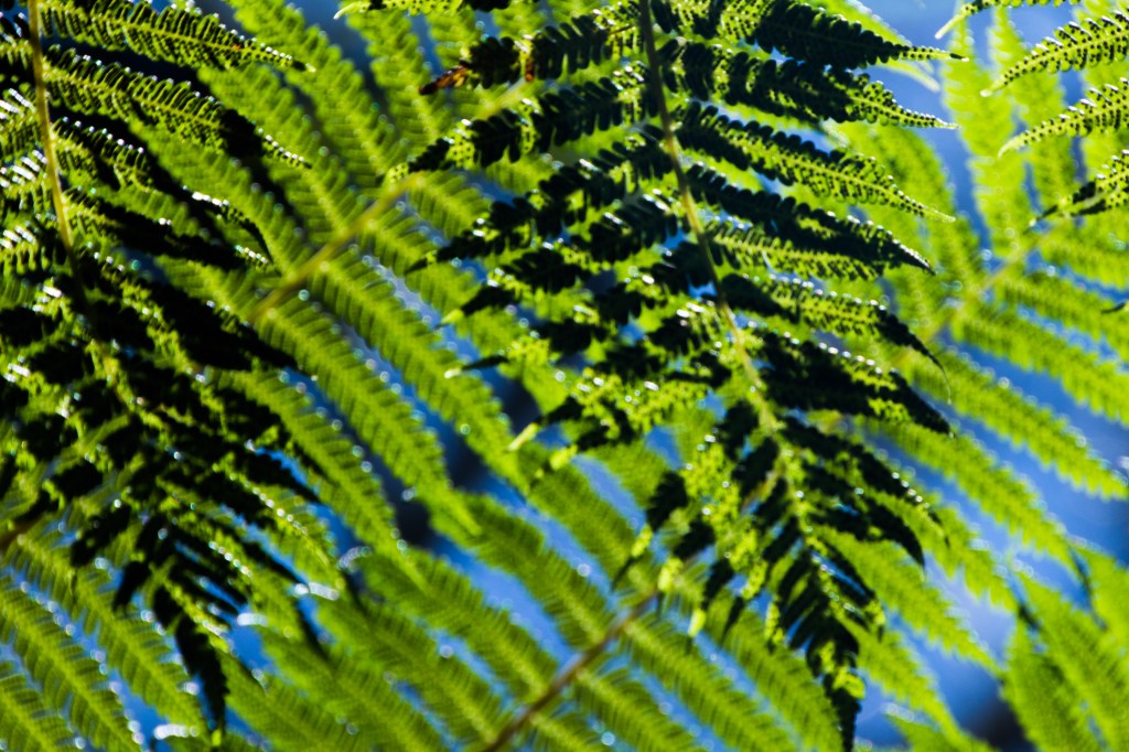 NickyB-Mar16-Patterned shade