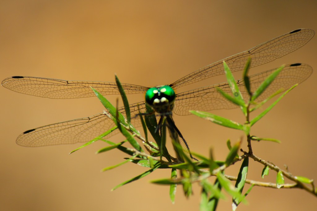 RudiB-Mar16-Dragonfly Rest stop