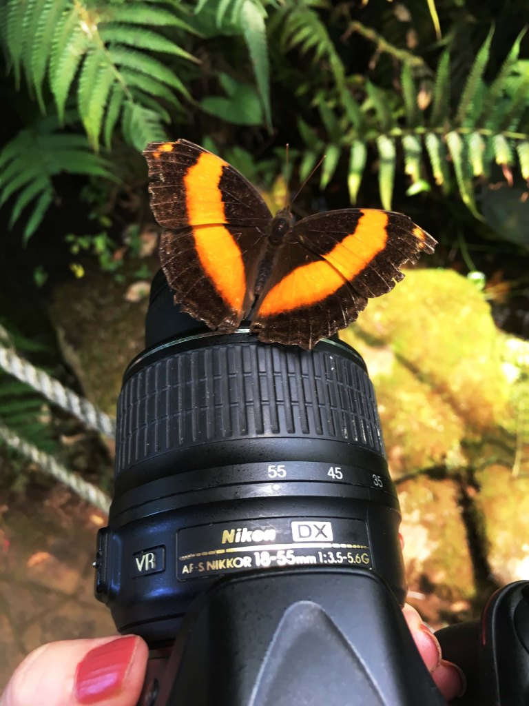 31_May16_Shy Butterfly