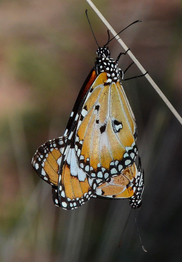 marycadell-MAY16-We Two