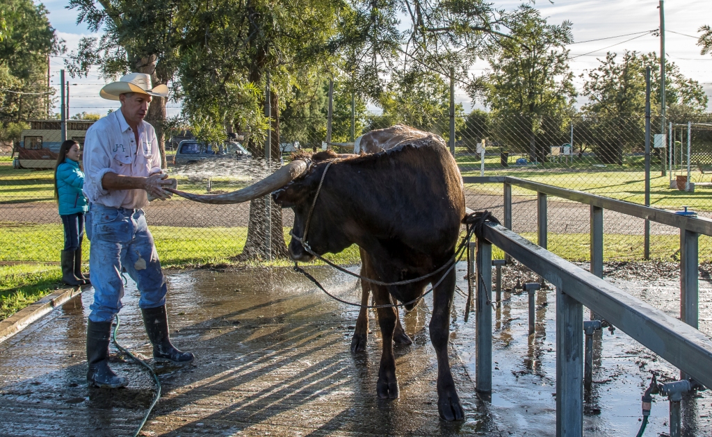 7_marycadell-jul16-longhorn-show-1