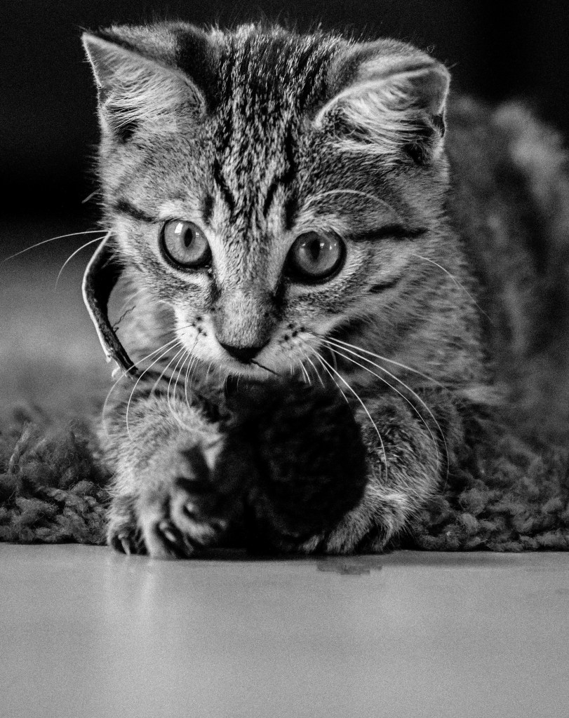 nickclark_sept16_cats-eyes