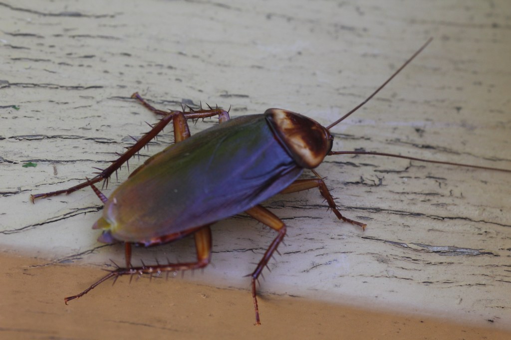 005-nov-16-country-cockroach