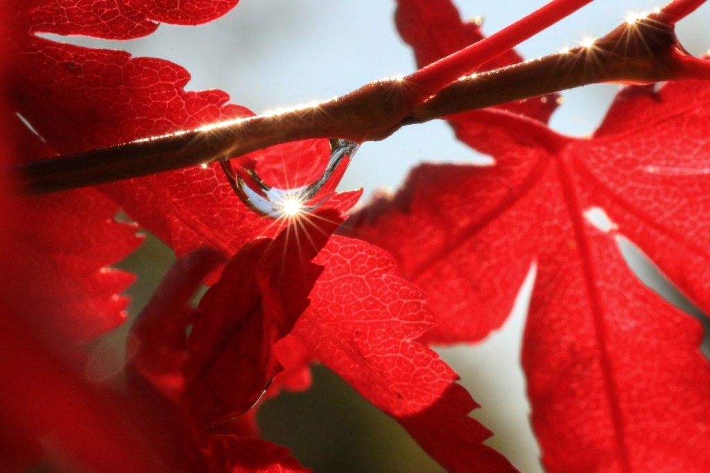 jodi_nov16_tears-from-a-leaf