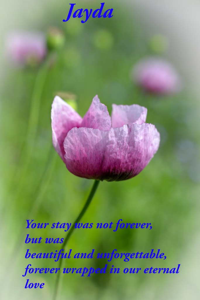 kdavis_october16_open_jayda-3