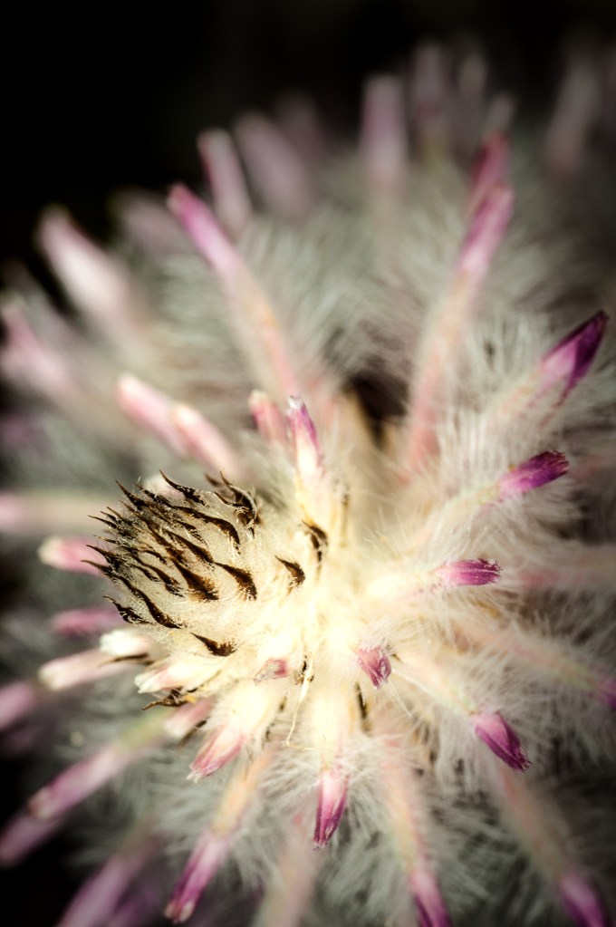 ornamental-grass-head-topic