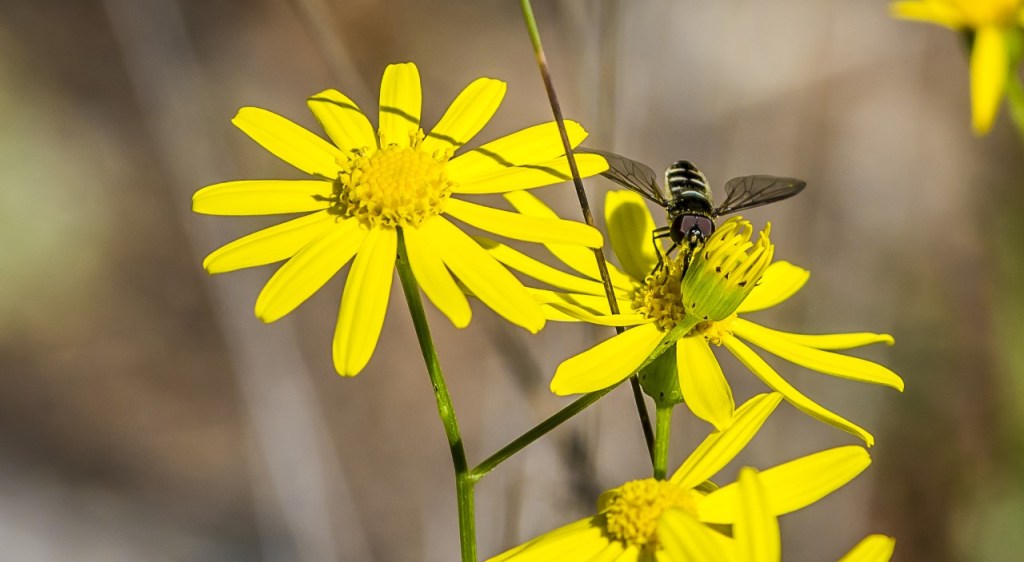 thumbnail_marycadell-nov16-bee-happy
