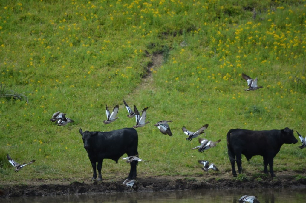 _janise-hartley-nov16-company