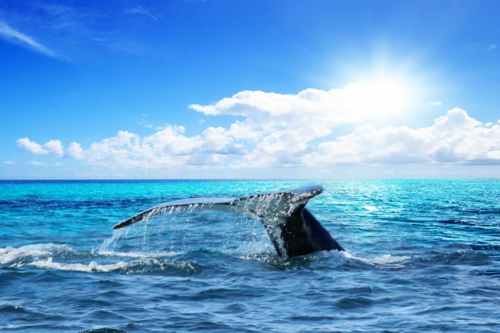 jodi_nov16_spring-migration