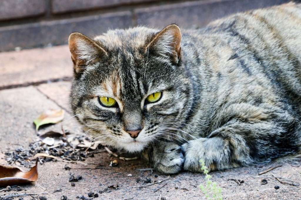 marg_nov16_bright-eyes